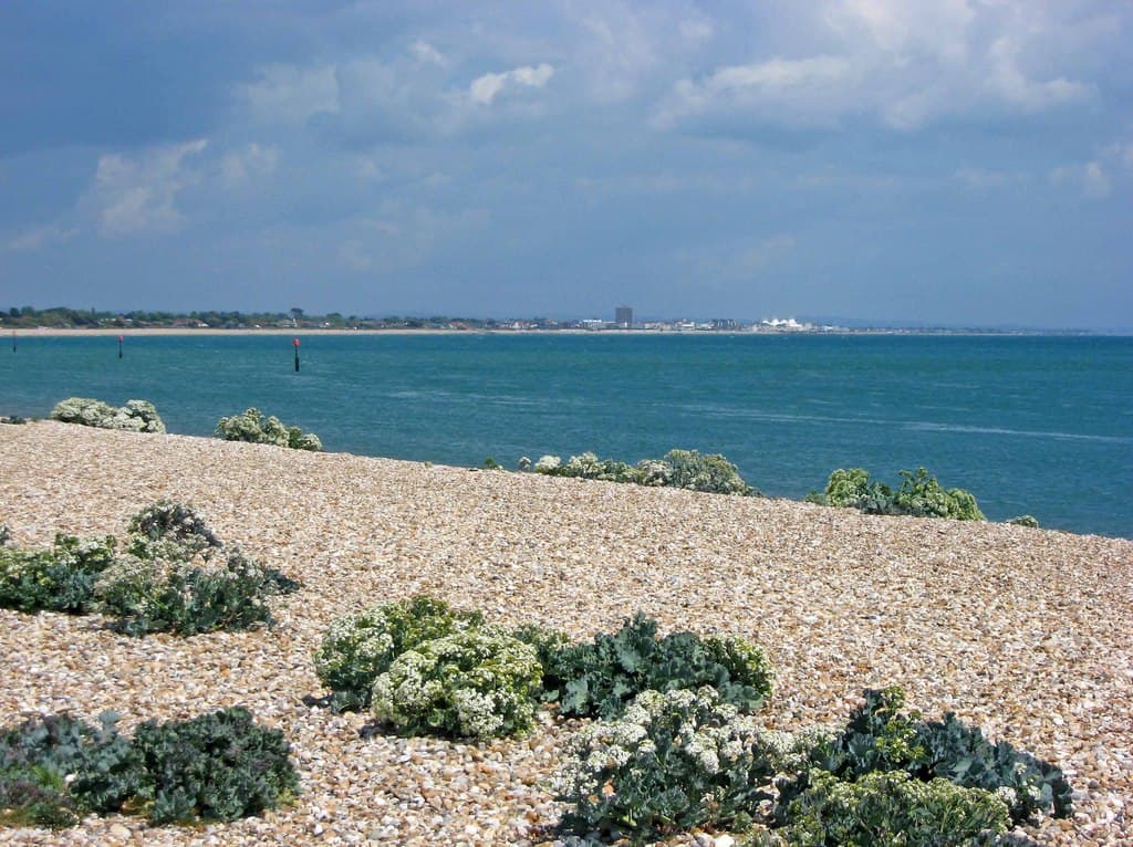 The shingle beach at Pagham Spit